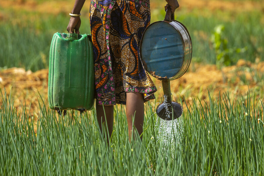A woman waters with a watering can an onion field