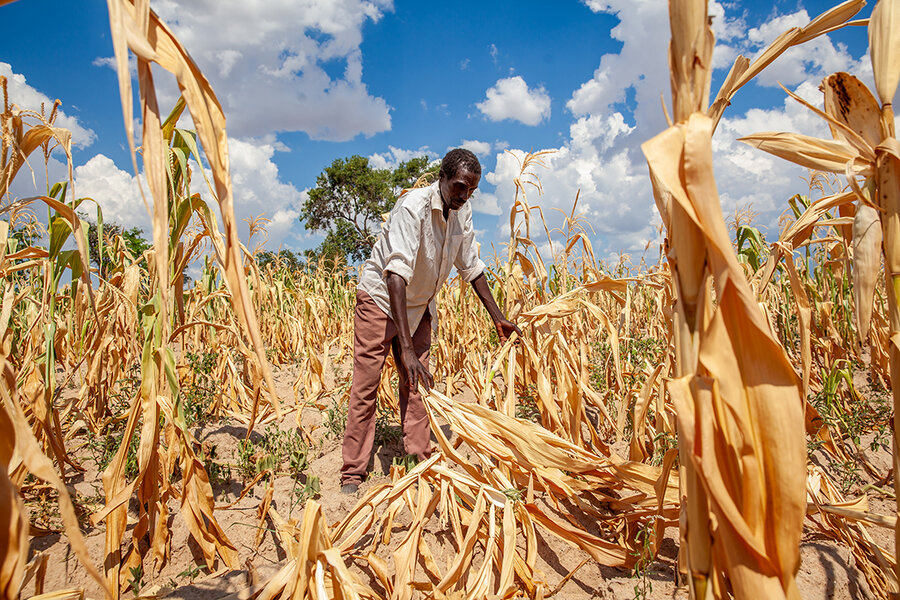 Dried maize field in Zambia - thanks to El Nino