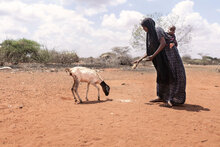 donna con bambino sulla schiena davanti a una capra in un paesaggio secco