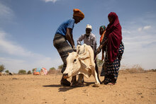 Il Corno d'Africa nella morsa della siccità: 13 milioni di persone alla fame grave